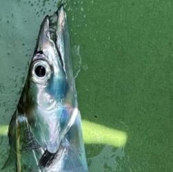 【国内正規総代理店アイテム】 価格高騰！ そして次々に消えて行く魚たち 魚が消えていく本当 - その他